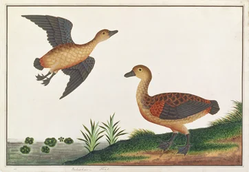 Lesser Treeduck, from Drawings of Birds from Malacca, c.1805-18